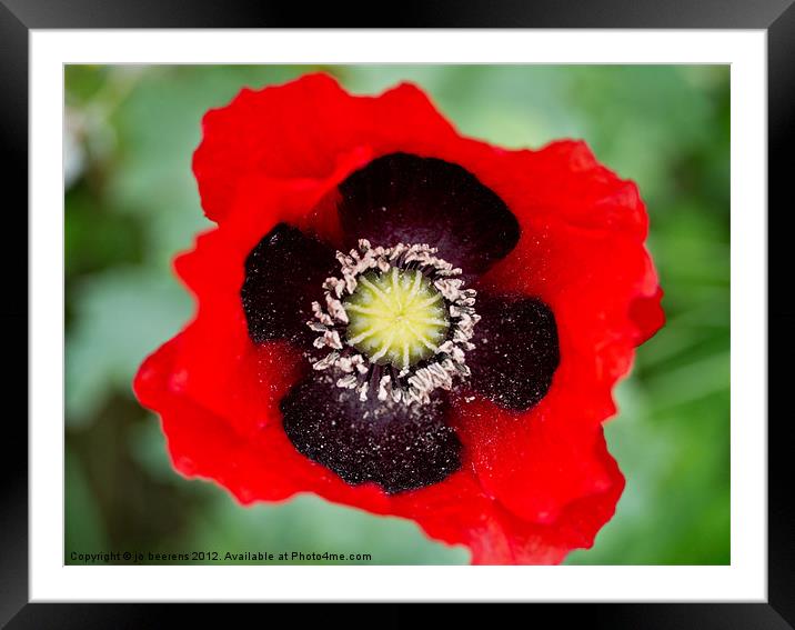 bee eye view Framed Mounted Print by Jo Beerens