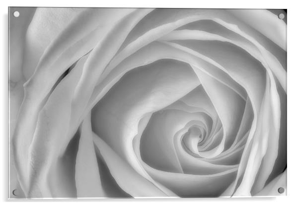 The White Rose Acrylic by Celtic Origins