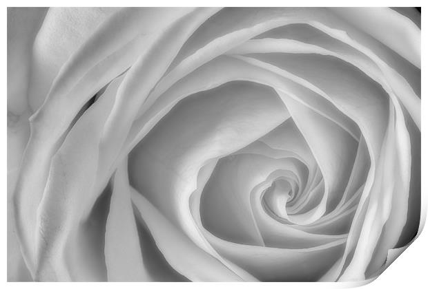 The White Rose Print by Celtic Origins