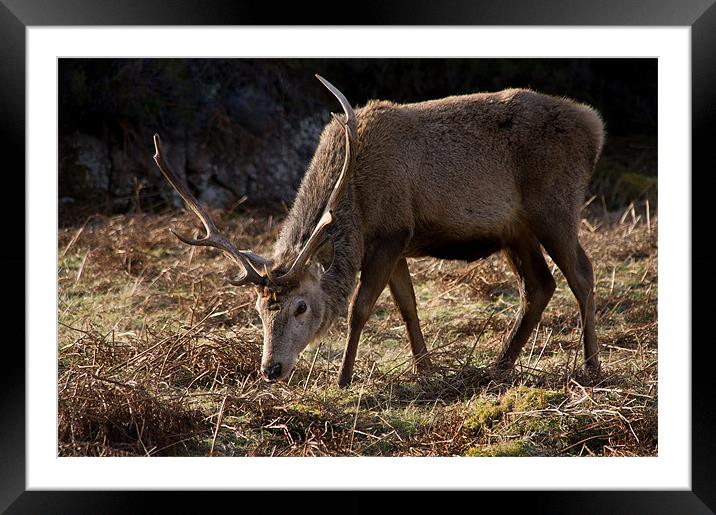 Wild Red Deer Stag Framed Mounted Print by Jacqi Elmslie
