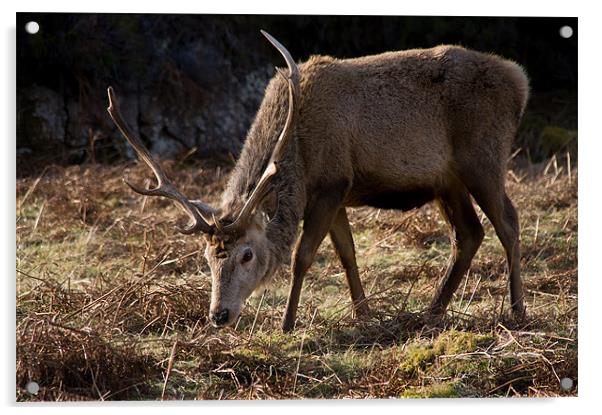 Wild Red Deer Stag Acrylic by Jacqi Elmslie