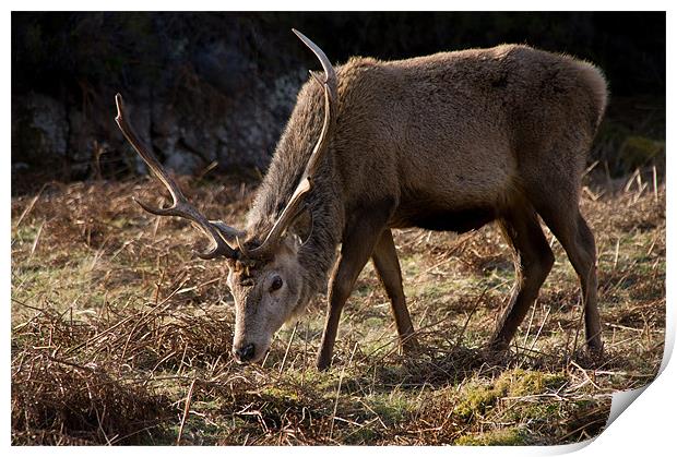 Wild Red Deer Stag Print by Jacqi Elmslie