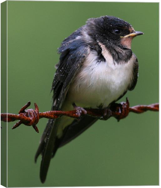 Swallow just fledged Canvas Print by Mike Gorton