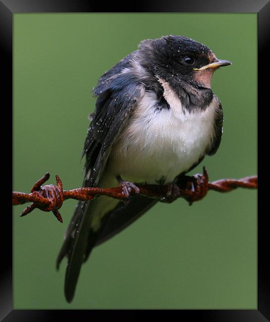 Swallow just fledged Framed Print by Mike Gorton