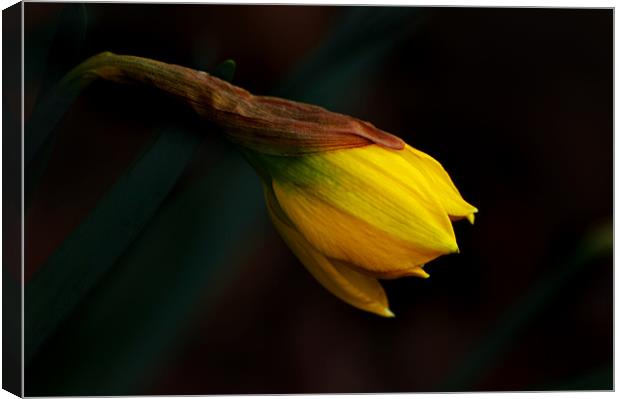 Early Daffodil Canvas Print by Kathleen Stephens
