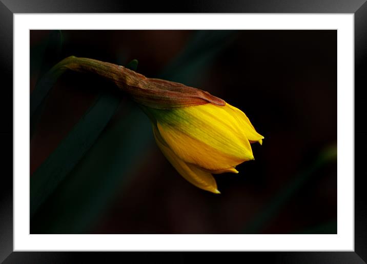 Early Daffodil Framed Mounted Print by Kathleen Stephens