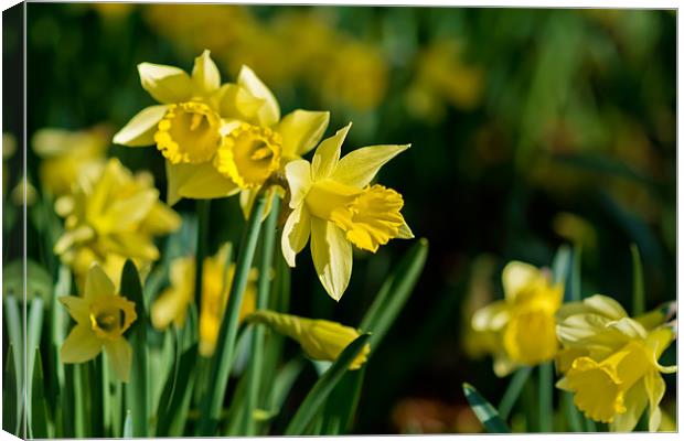 Daffodil Canvas Print by Kevin Tate