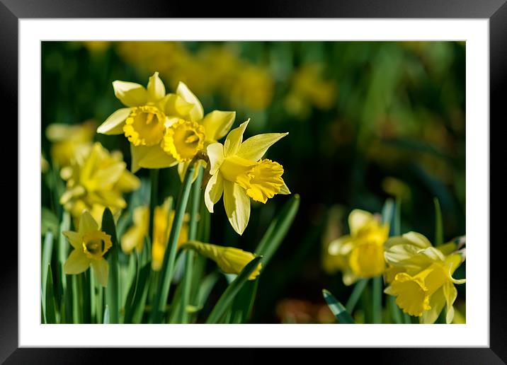 Daffodil Framed Mounted Print by Kevin Tate