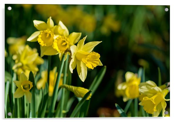 Daffodil Acrylic by Kevin Tate