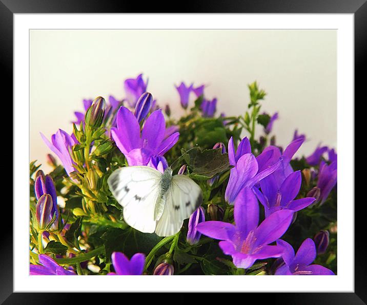 Butterfly on Campanula Framed Mounted Print by Sharon Lisa Clarke