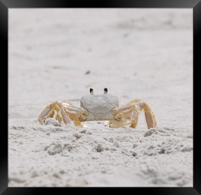 Beach Guard Framed Print by Judy Hall-Folde