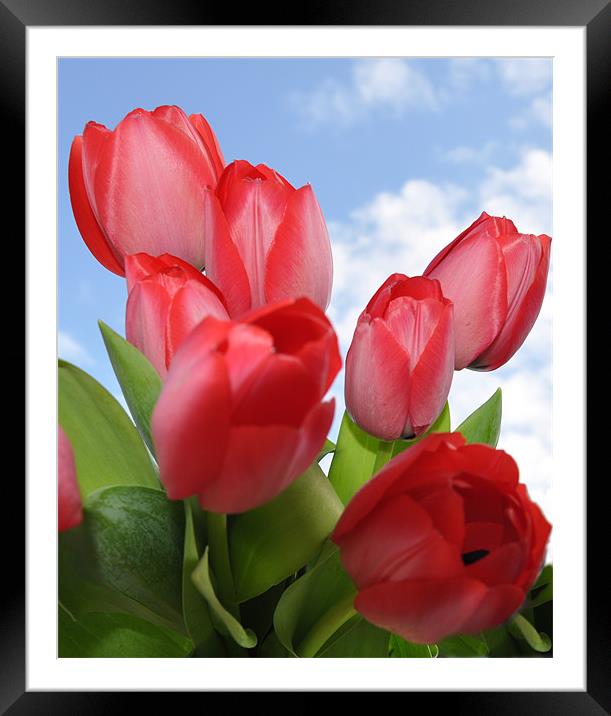 tulips Framed Mounted Print by sue davies