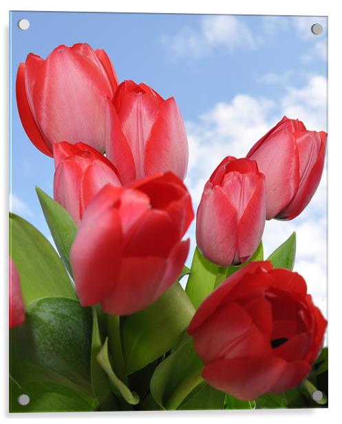 tulips Acrylic by sue davies