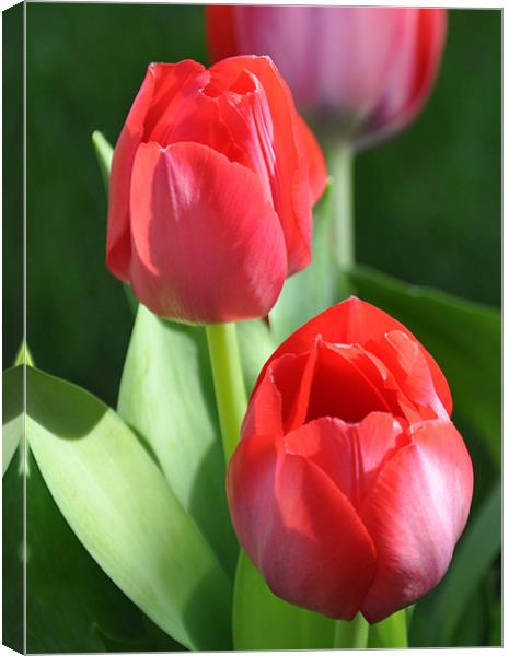 tulips 2 Canvas Print by sue davies