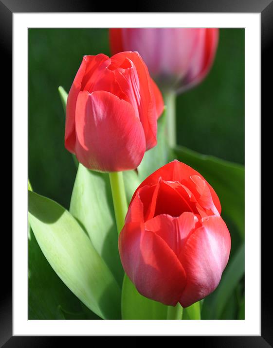 tulips 2 Framed Mounted Print by sue davies
