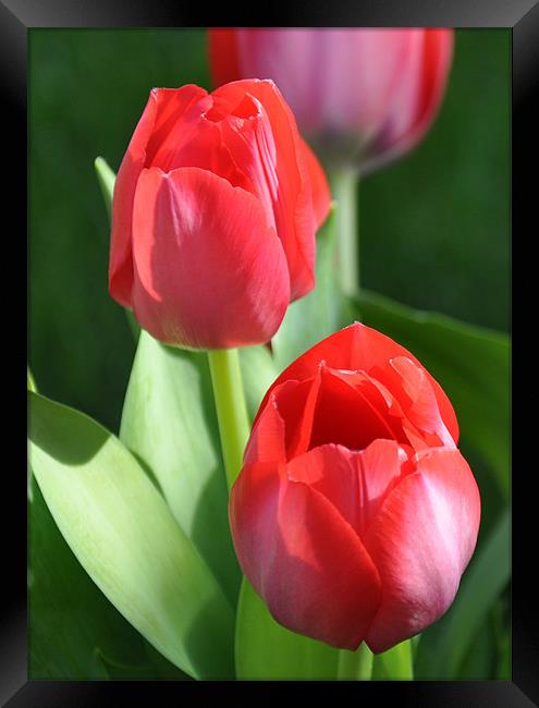 tulips 2 Framed Print by sue davies