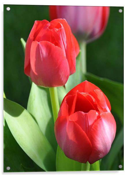 tulips 2 Acrylic by sue davies