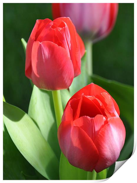 tulips 2 Print by sue davies