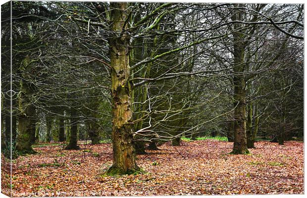 Beech Wood in Winter Canvas Print by Jane McIlroy