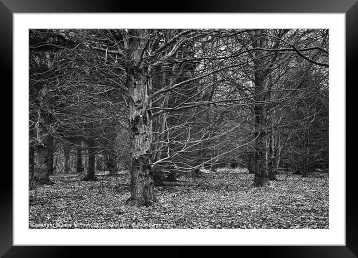 Beech Wood in Winter Framed Mounted Print by Jane McIlroy