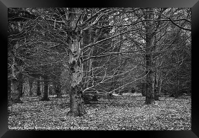 Beech Wood in Winter Framed Print by Jane McIlroy