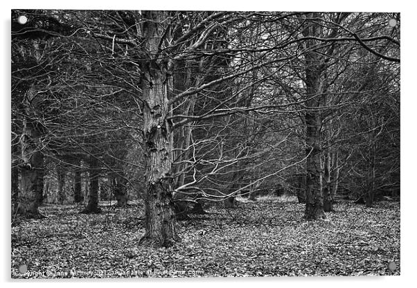 Beech Wood in Winter Acrylic by Jane McIlroy