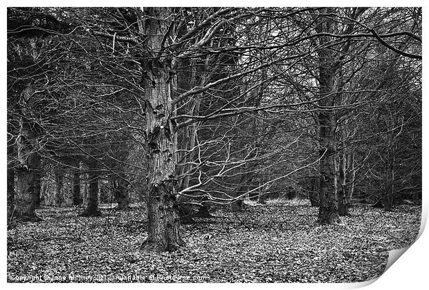 Beech Wood in Winter Print by Jane McIlroy