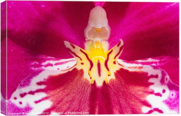 Inside a Pansy Orchid Canvas Print by Ann Garrett