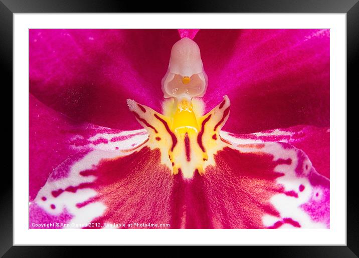 Inside a Pansy Orchid Framed Mounted Print by Ann Garrett