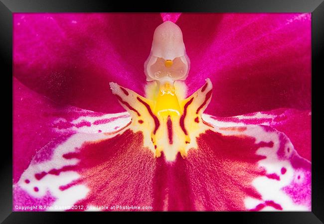 Inside a Pansy Orchid Framed Print by Ann Garrett