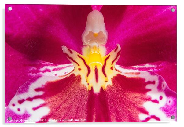 Inside a Pansy Orchid Acrylic by Ann Garrett
