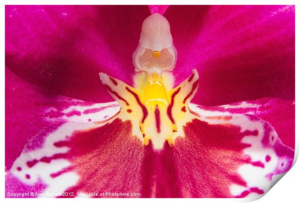 Inside a Pansy Orchid Print by Ann Garrett