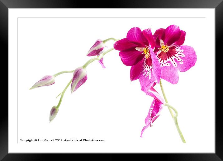 Pansy Orchid Framed Mounted Print by Ann Garrett