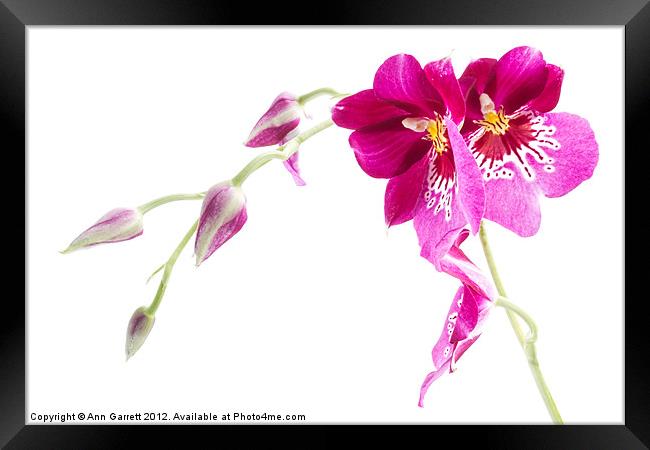 Pansy Orchid Framed Print by Ann Garrett