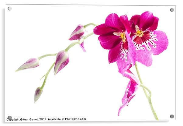 Pansy Orchid Acrylic by Ann Garrett