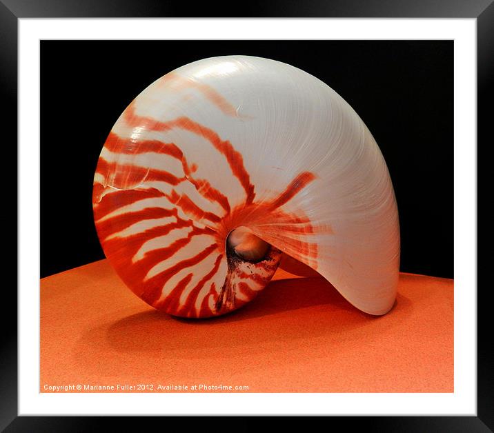 Nautilus Sea Shell Framed Mounted Print by Marianne Fuller
