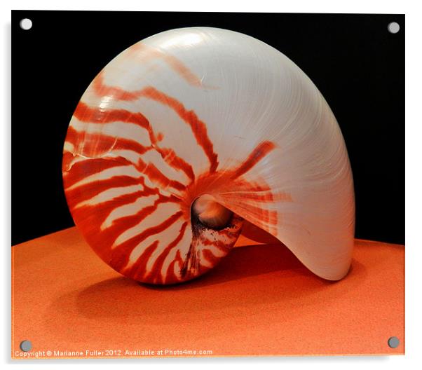 Nautilus Sea Shell Acrylic by Marianne Fuller
