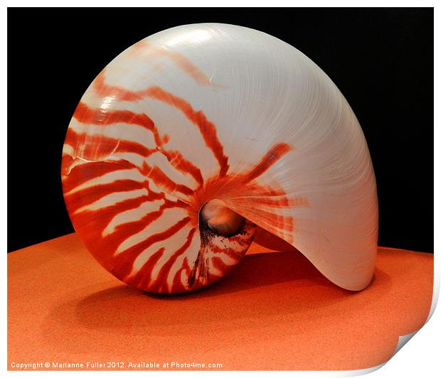 Nautilus Sea Shell Print by Marianne Fuller