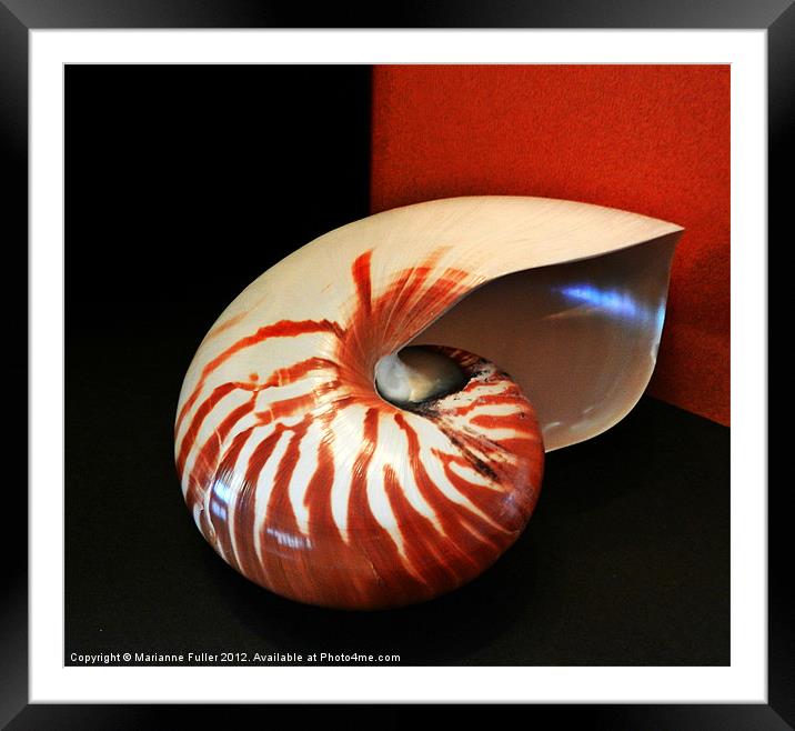 Chambered Nautilus Sea Shell Framed Mounted Print by Marianne Fuller
