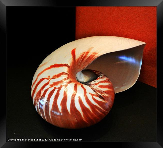 Chambered Nautilus Sea Shell Framed Print by Marianne Fuller