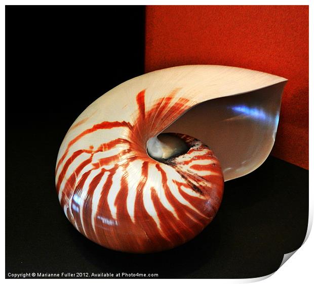 Chambered Nautilus Sea Shell Print by Marianne Fuller
