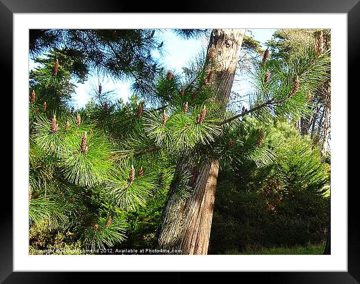 NA Pine Needles and Cones Framed Mounted Print by james richmond
