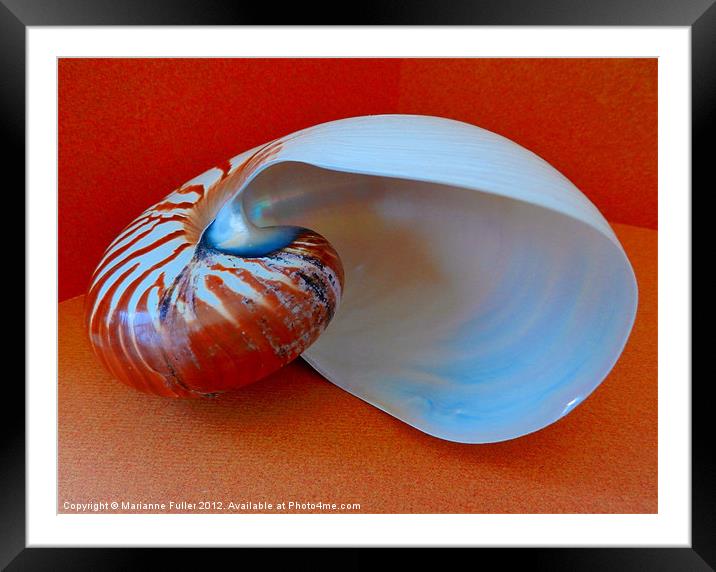 Into the Nautilus Framed Mounted Print by Marianne Fuller
