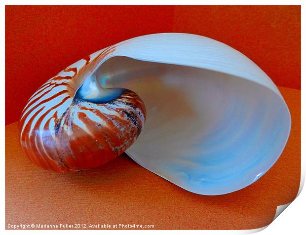Into the Nautilus Print by Marianne Fuller