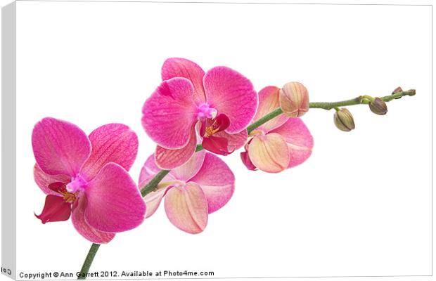 Pink Moth Orchid Canvas Print by Ann Garrett
