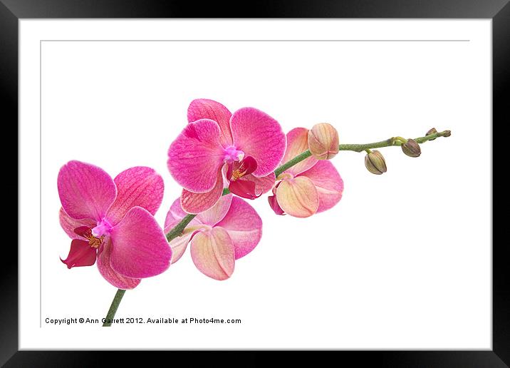 Pink Moth Orchid Framed Mounted Print by Ann Garrett