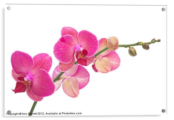 Pink Moth Orchid Acrylic by Ann Garrett