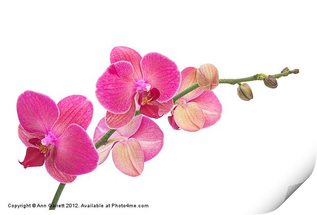Pink Moth Orchid Print by Ann Garrett