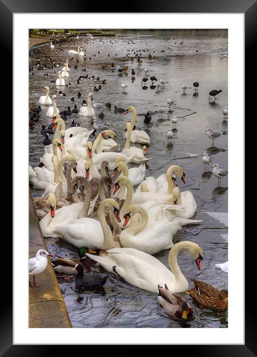 Swan Lake Framed Mounted Print by Tom Gomez