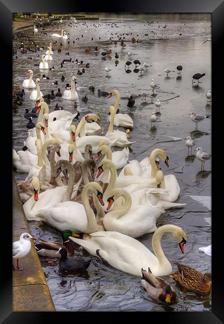 Swan Lake Framed Print by Tom Gomez